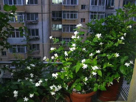 茉莉花招陰|陽台花卉最佳選擇！養一盆茉莉花比什麼都強 ＊ 阿波羅新聞網